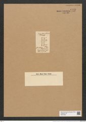 Grammatophora moronensis Grev. (de-Toni-Nr.: Genus 93, Species 3026) Zeichnungen Sammlung Grunow Nr. 6125 (NHMW-BOT-W0374662)